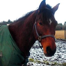 Dansk Varmblod Robocop