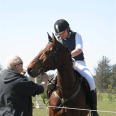 Dansk Varmblod Robocop