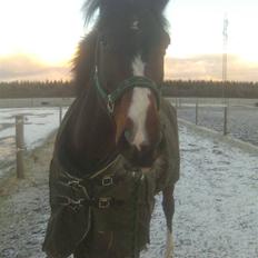 Dansk Varmblod Gunnihus Malibu