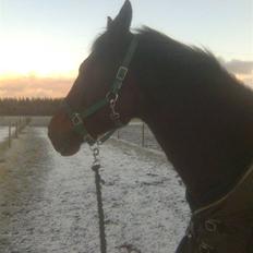 Dansk Varmblod Gunnihus Malibu