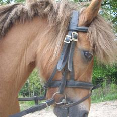 Anden særlig race Prins <3 (gammel part)