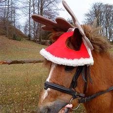 Anden særlig race Prins <3 (gammel part)