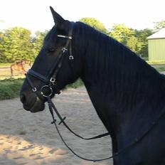 Frieser mucia brandbjerg (solgt)