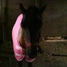 Anden særlig race Lurifax<3 solgt:(