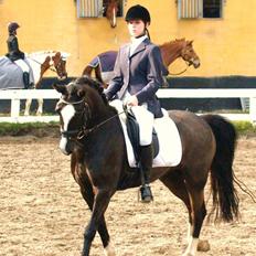 Irsk Sportspony Nicki 