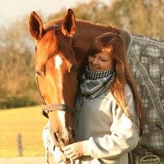 Dansk Varmblod Tequila Sunrise 