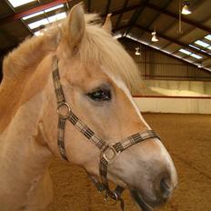 Anden særlig race Duchesse