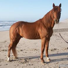 Traver Bounty Toftebjerg