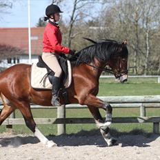 Welsh Cob (sec D) Mailunds Hadrian - tidligere hest! <3