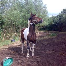 Anden særlig race *Plet* 