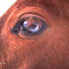 Dansk Varmblod Blue Eye *solgt*