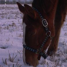 Dansk Varmblod Blue Eye *solgt*