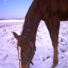 Dansk Varmblod Blue Eye *solgt*