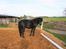 Welsh Pony (sec B) Blackie - Slapper lige af, og samler kræfter.... :)