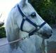 Welsh Pony (sec B) Møllegaards Sunshine