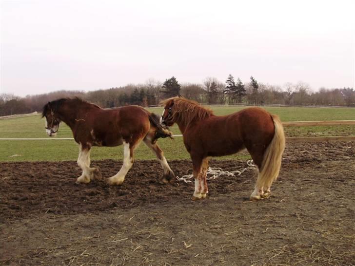 Irish Cob aidan - hold dig væk det er mit hø...  billede 7