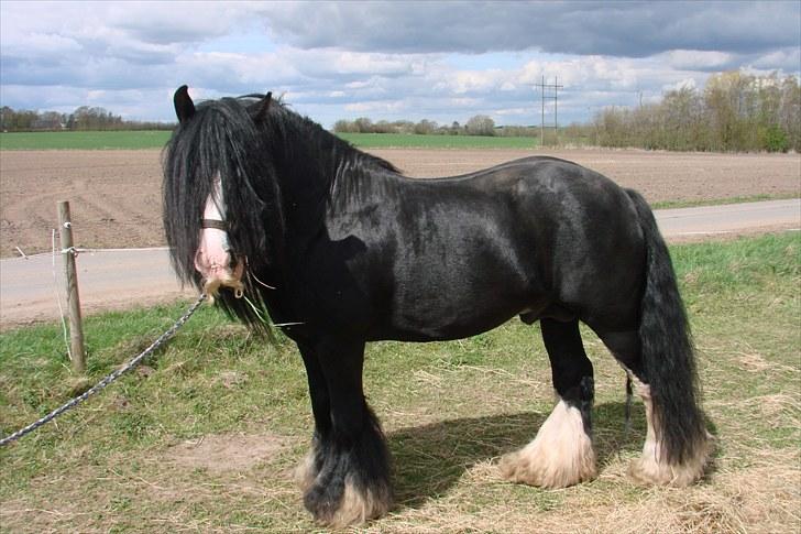 Tinker Kappelgaarden's Travis billede 3