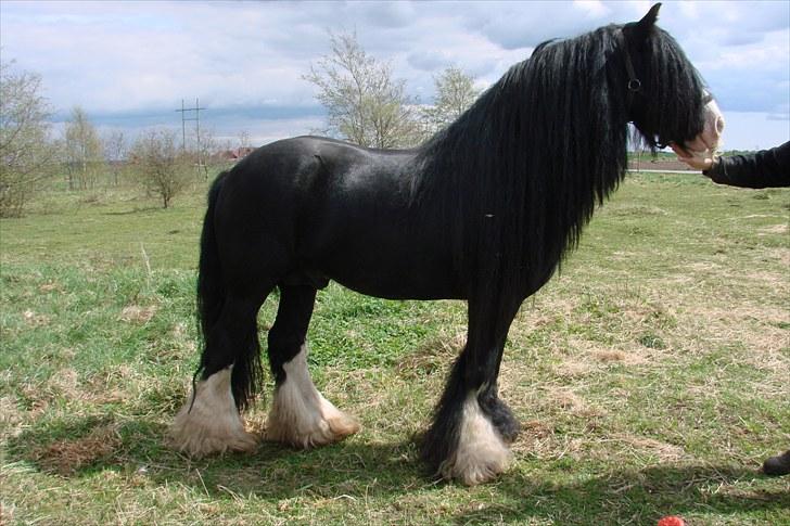 Tinker Kappelgaarden's Travis billede 4