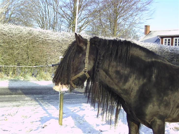 Tinker Kappelgaarden's Travis billede 5