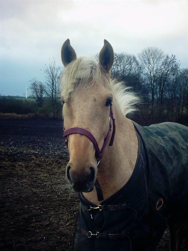 Palomino Quinta - Har lige været hos frisøren ;-) billede 17