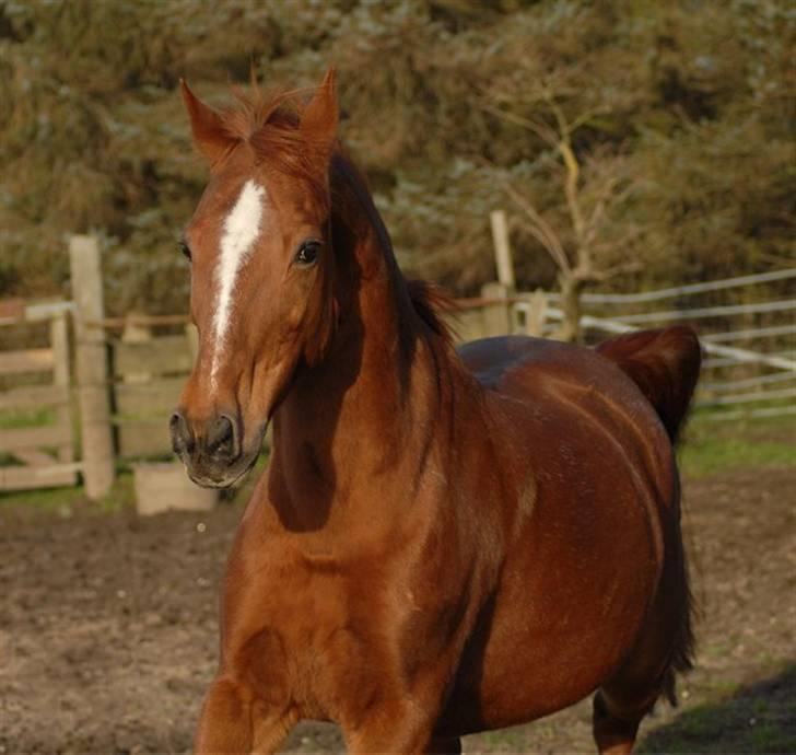 DSP Holly (SOLGT) - Foto: Jani Pedersen billede 1