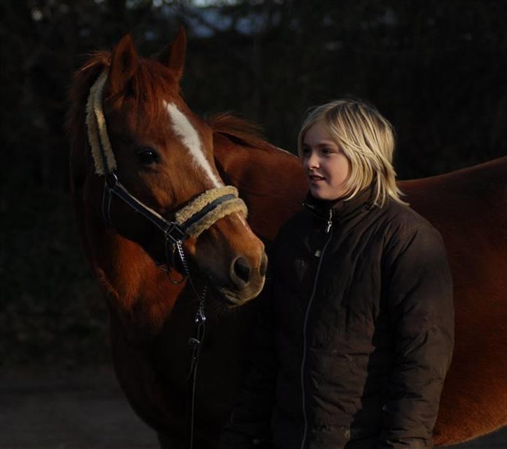 DSP Holly (SOLGT) - Foto: Jani Pedersen billede 3