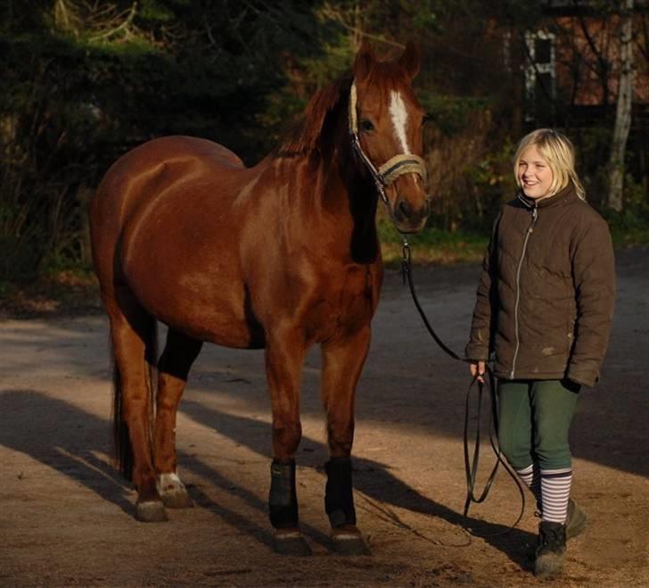 DSP Holly (SOLGT) - Foto: Jani Pedersen billede 4