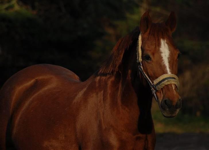 DSP Holly (SOLGT) - Foto: Jani Pedersen billede 5