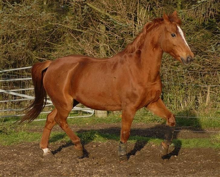 DSP Holly (SOLGT) - Foto: Jani Pedersen billede 10