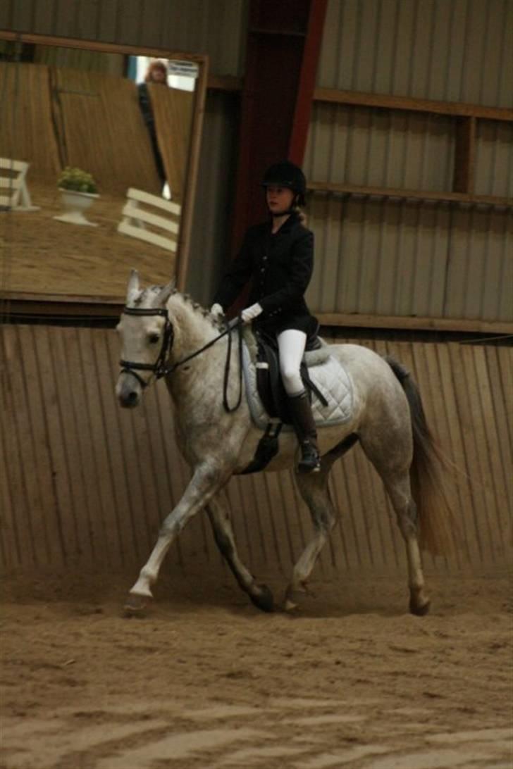 Anden særlig race | Simba<3 [SOLGT] - 17 ¤ Vores første dressurklasse sammen, red til 63,33% i en LC1, og var første upl., blev slået med under 1% :) Shp-foto :D billede 16