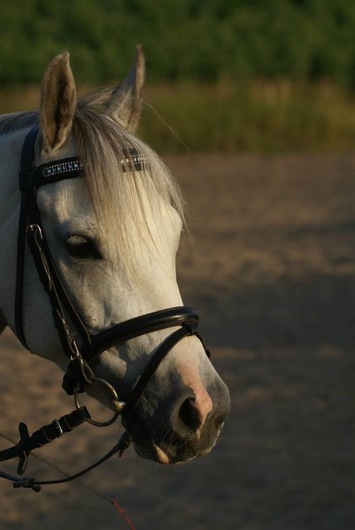 Anden særlig race | Simba<3 [SOLGT] - 20 ¤ Simba med hans flotte pandebånd :D  billede 19