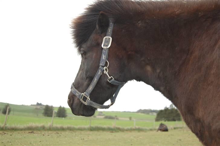 Islænder silas f. stubbebro R.I.P - han er bare så dejlig Foto : Sara billede 5