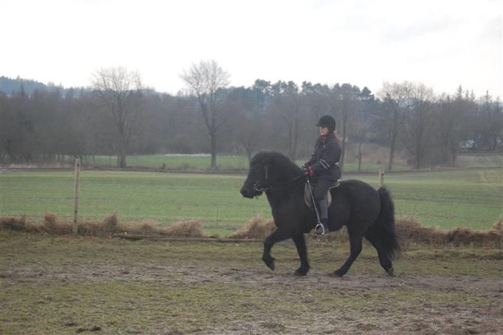 Islænder silas f. stubbebro R.I.P - han er en fin lille tölter Foto: far billede 9