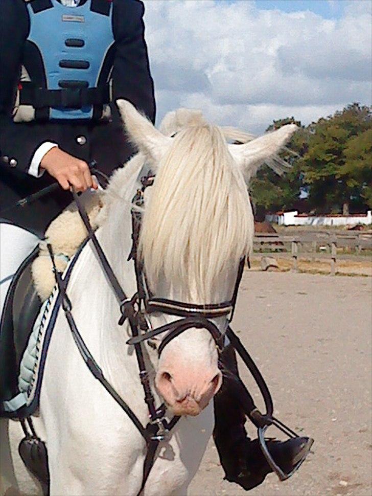 Hollandsk Sportspony Snobby - Delle og mig :-) billede 1