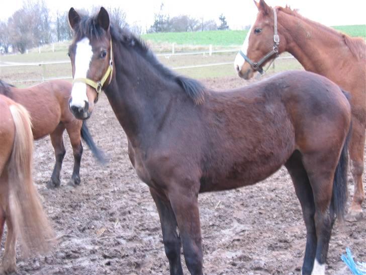 Dansk Varmblod Bridini billede 6