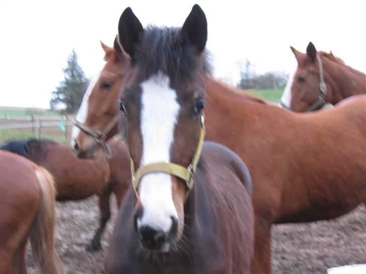 Dansk Varmblod Bridini billede 7