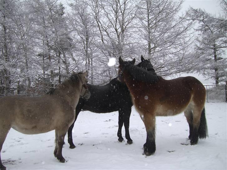 Konik Polski Arkadia(fået nyt hjem) - Arkadia,Lucky,Sif Feb. 09 billede 2