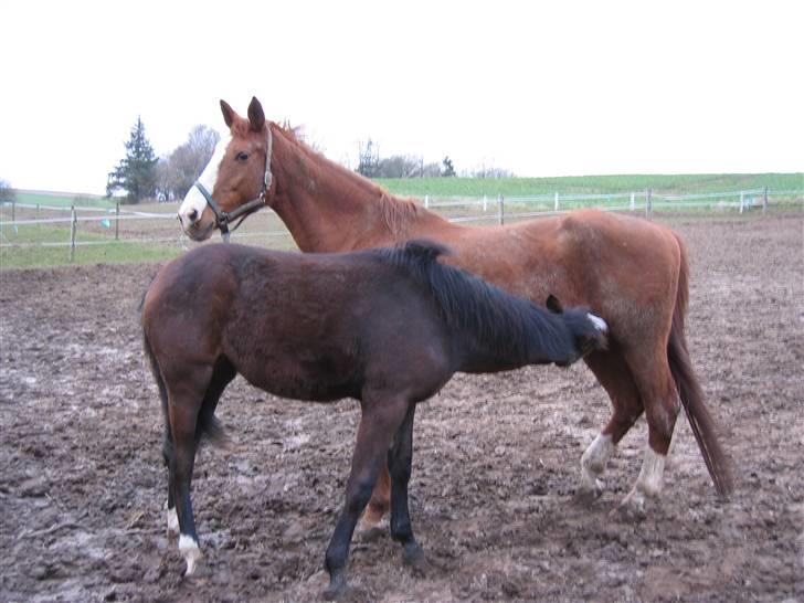 Dansk Varmblod Bridini - mmm, mælk<3 billede 8