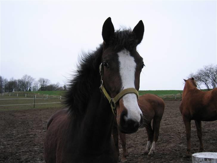 Dansk Varmblod Bridini billede 9
