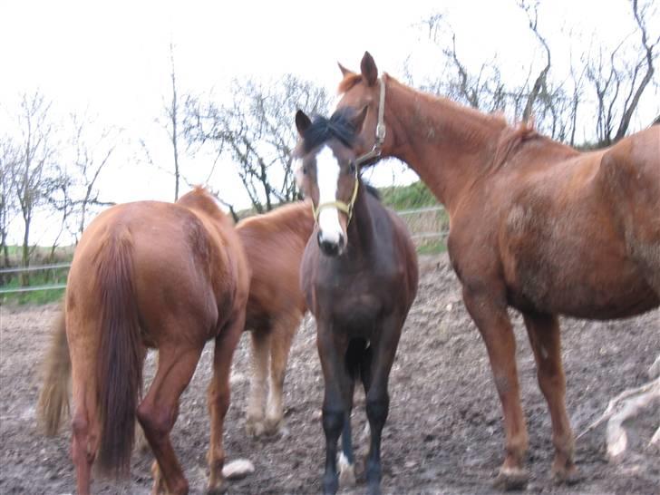 Dansk Varmblod Bridini billede 10