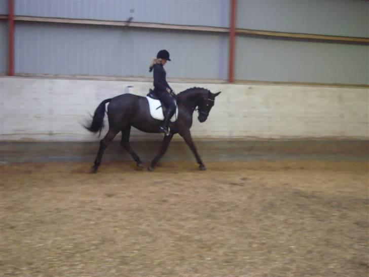 Anden særlig race Fromsmindes Effino. SOLGT billede 16