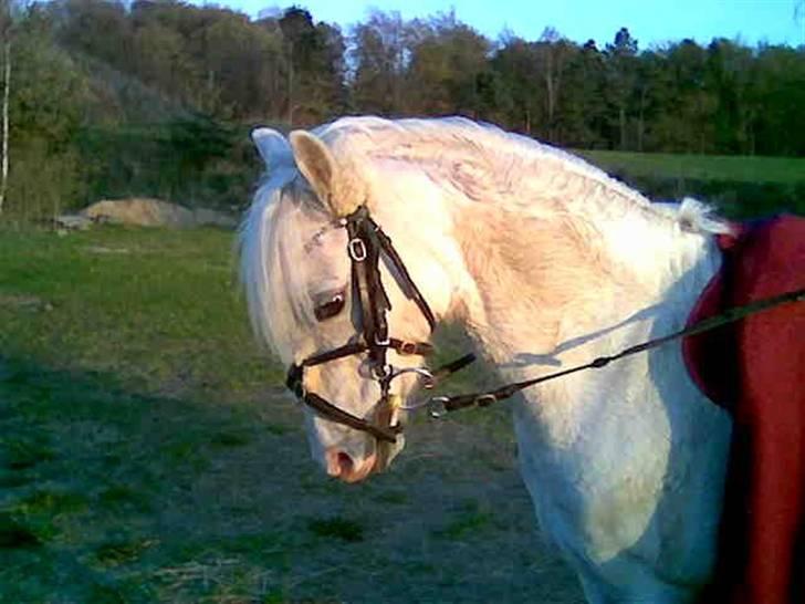 Welsh Pony (sec B) Hovmarkens Liva *Solgt* billede 2