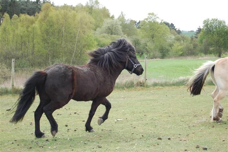 Islænder silas f. stubbebro R.I.P - elsker at løbe med freddy Foto: mig billede 12