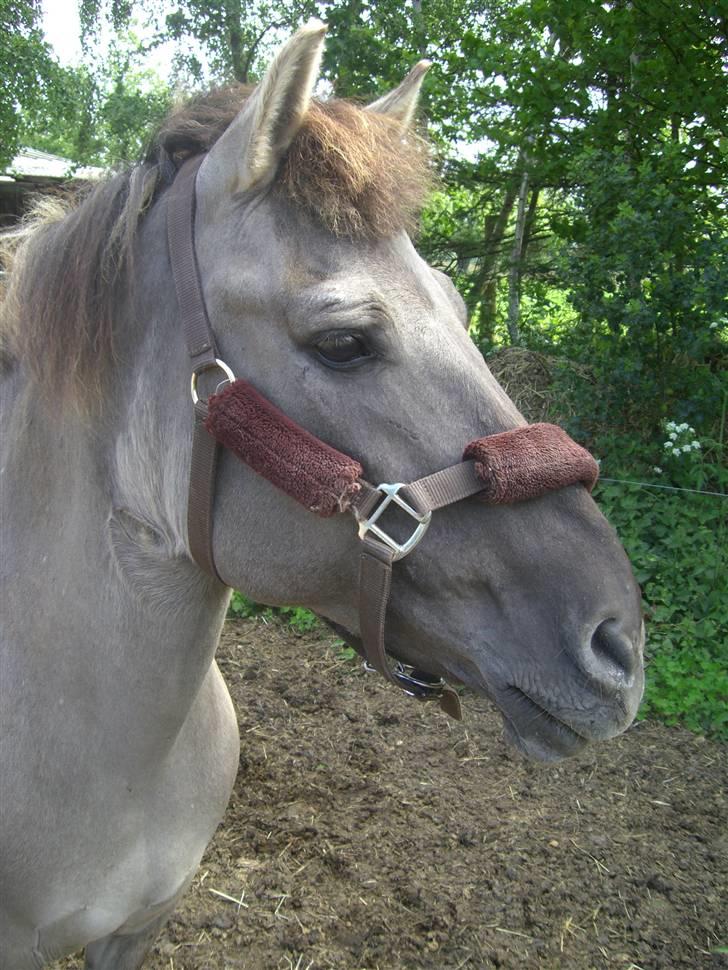 Konik Polski Arkadia(fået nyt hjem) - dec.08 billede 5
