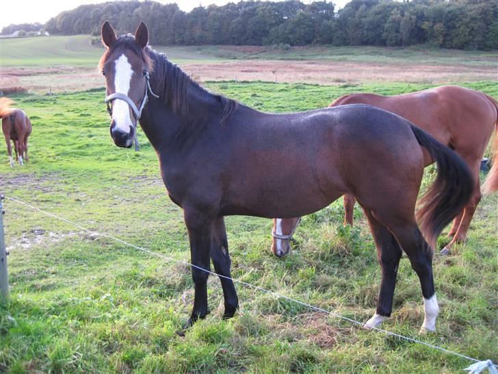 Dansk Varmblod Bridini billede 11