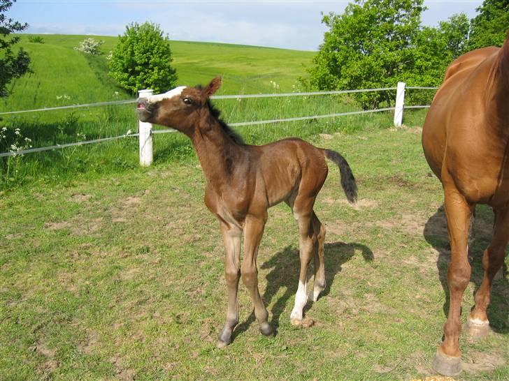 Dansk Varmblod Bridini - en time gammel:) <3 billede 12