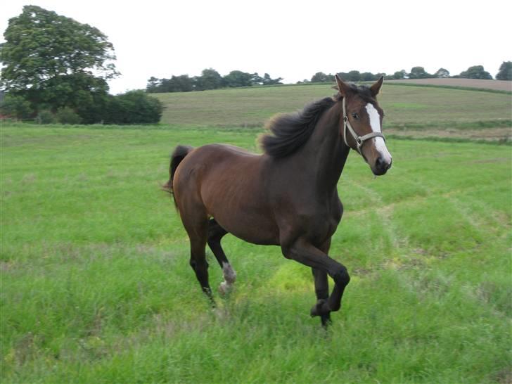 Dansk Varmblod Bridini - fart!<3 billede 13