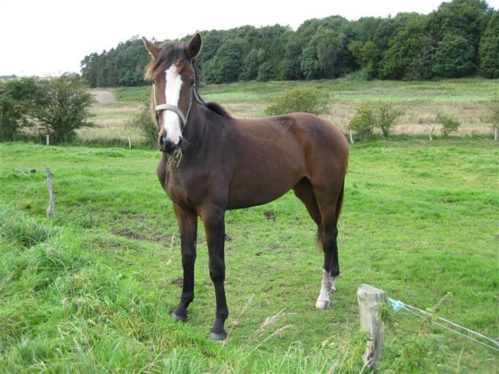 Dansk Varmblod Bridini billede 14