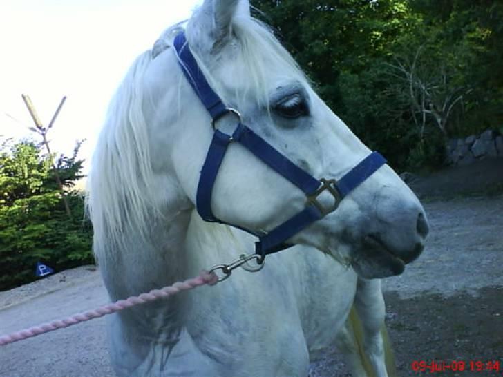 Welsh Pony (sec B) Møllegaards Sunshine - min dejlige pony efter ride undervisning billede 1