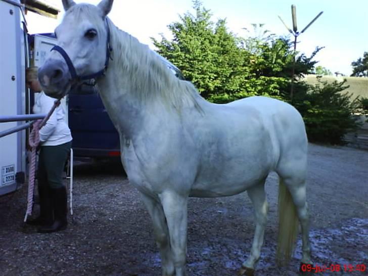 Welsh Pony (sec B) Møllegaards Sunshine - at låne gry sin mobil xD  billede 2